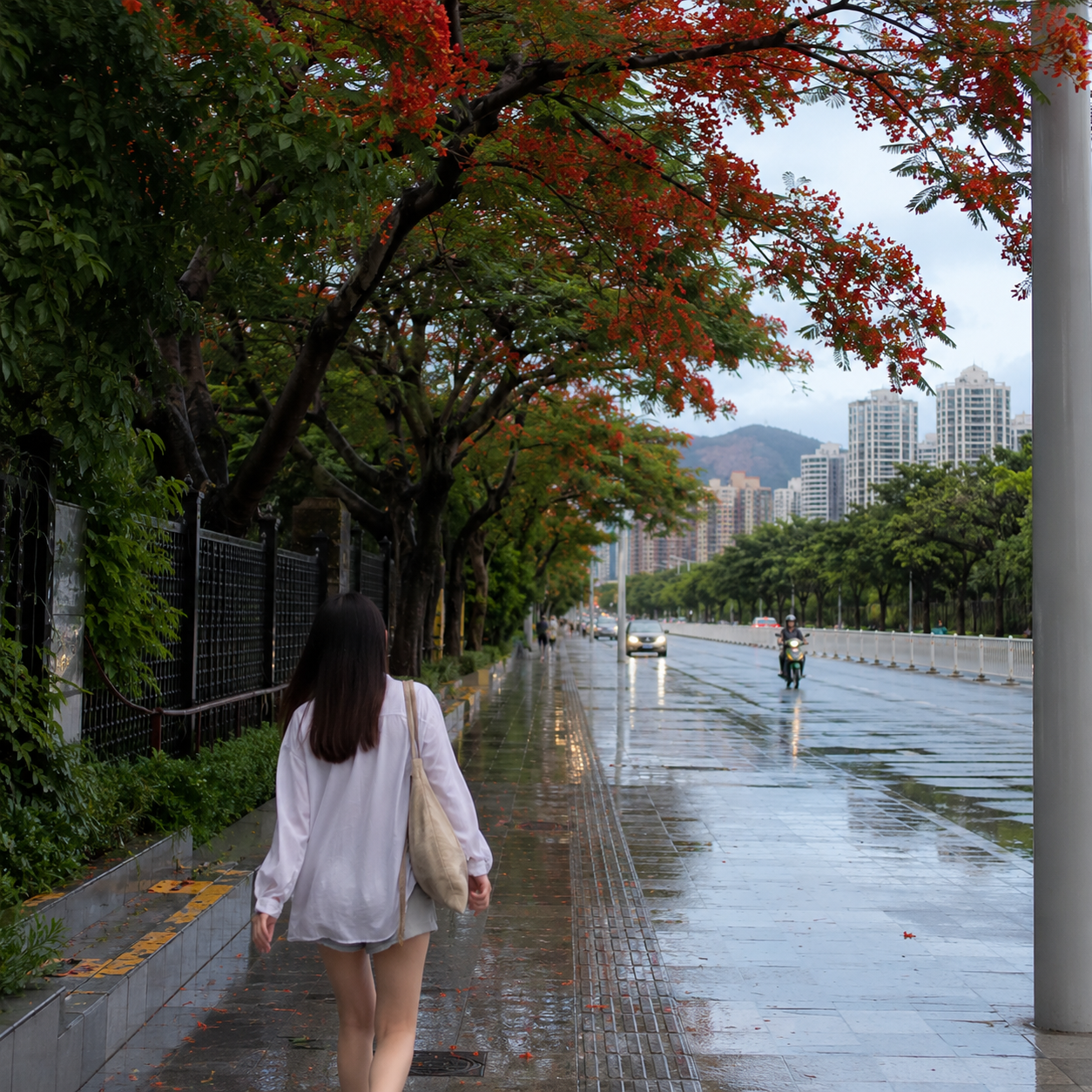 珠海雨停以后，凤凰木下那条不着急的路比海景更先留住人 | After Rain in Zhuhai, the Unhurried Road Beneath the Flame Trees Held Me Before the Sea Did