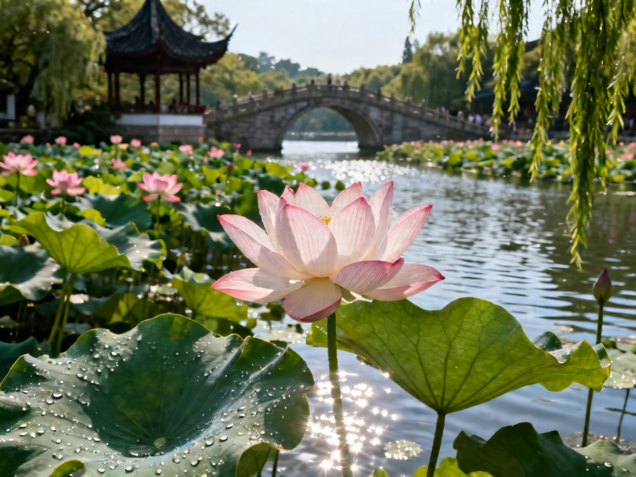 六月荷花观赏地全国推荐