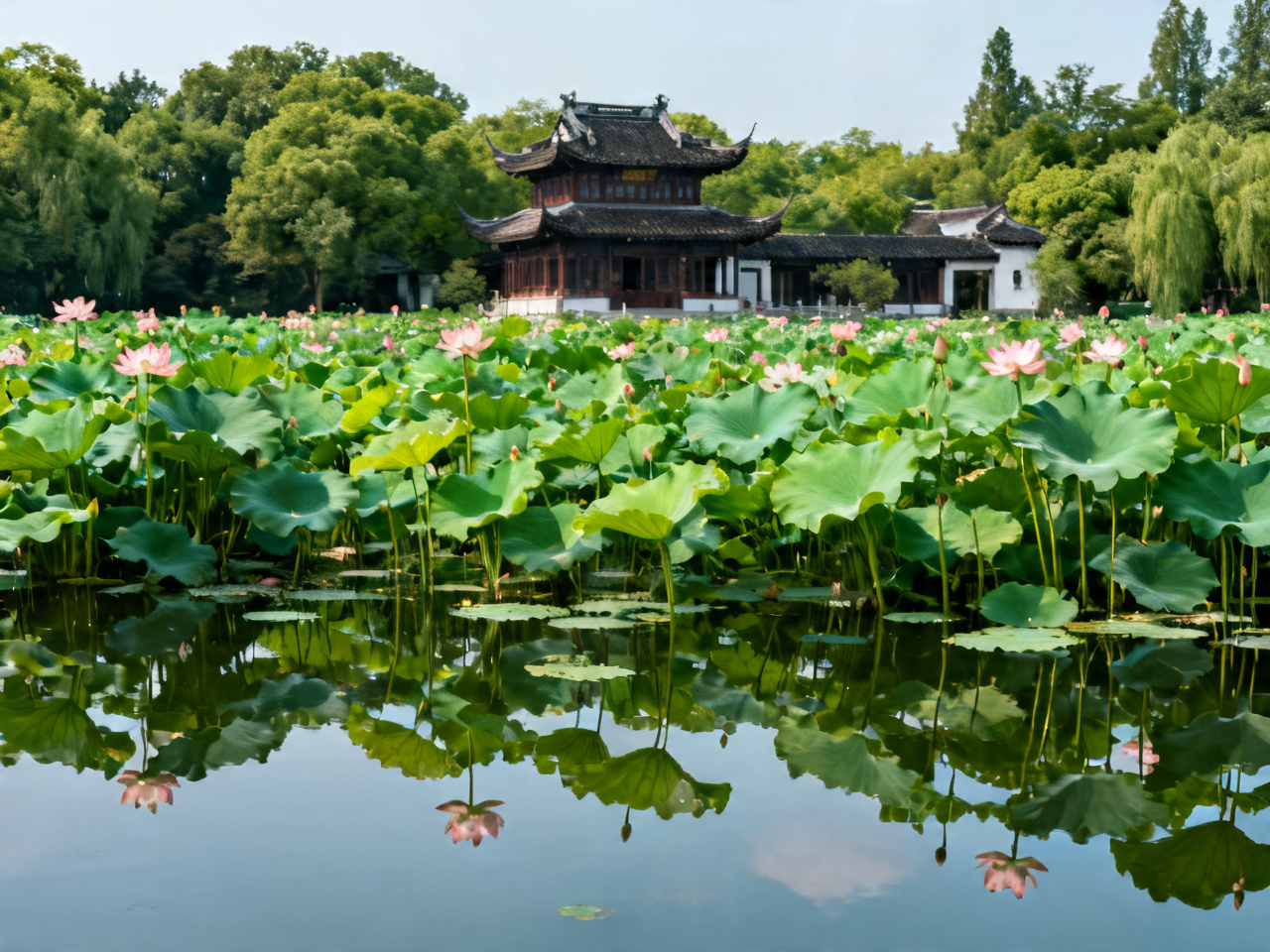 六月荷花观赏地全国推荐