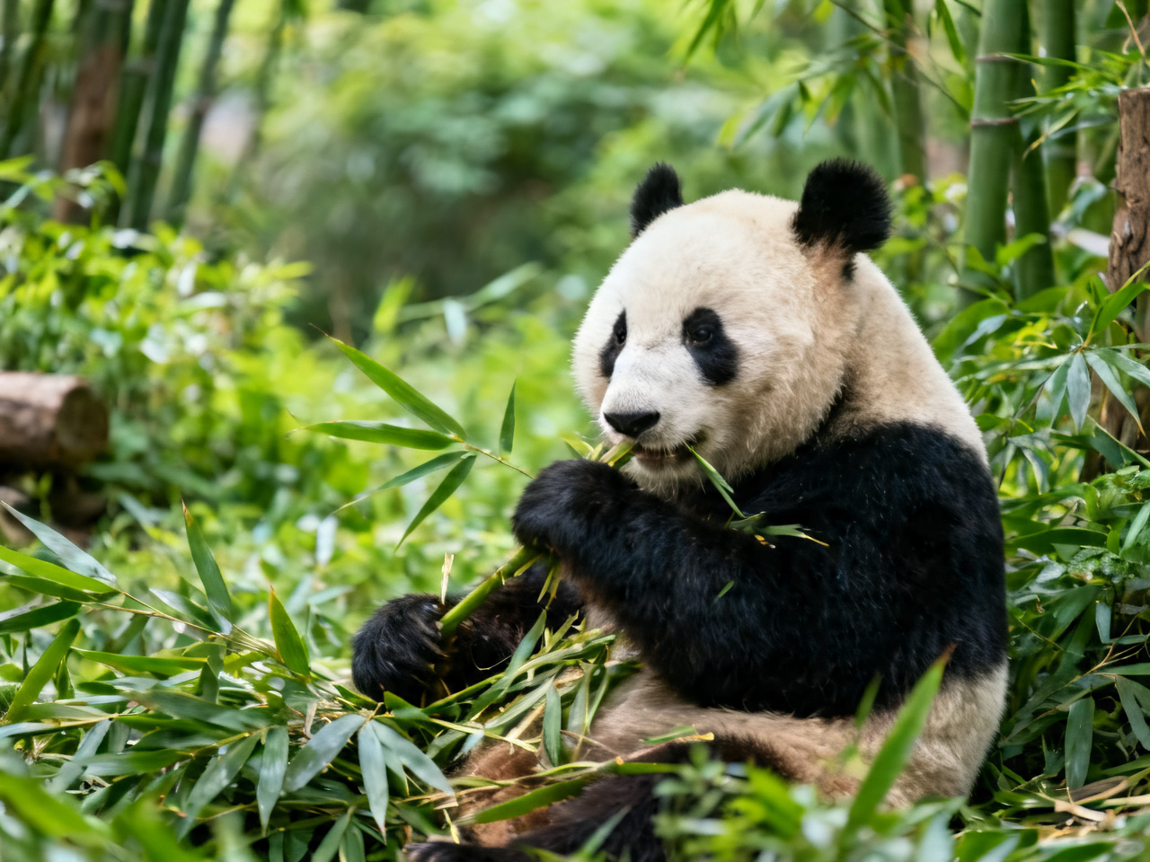 成都大熊猫与宽窄巷子 | Chengdu: Giant Pandas & Kuanzhai Alley