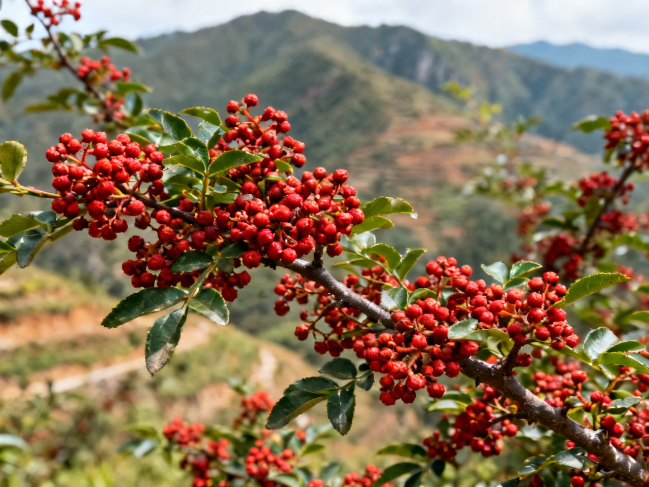 花椒档案：一个植物学者眼中的四川味觉地图 | The Peppercorn Dossier: Sichuan's Flavor Map Through a Botanist's Eyes